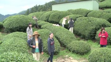 高海拔茶席會友 蘋果樹下飄茶香