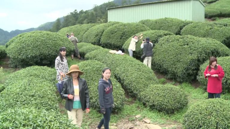 高海拔茶席會友 蘋果樹下飄茶香