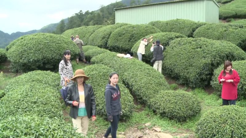 高海拔茶席会友 蘋果树下飘茶香