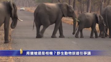 用獵槍還是相機？野生動物旅遊引爭議