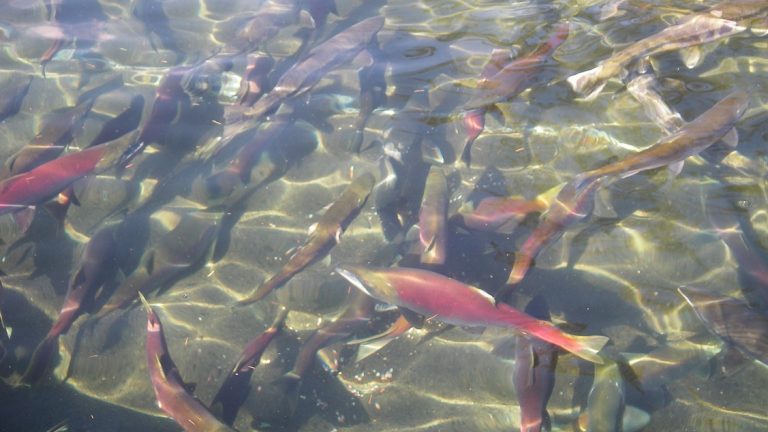 溫哥華威化溪賞鮭魚