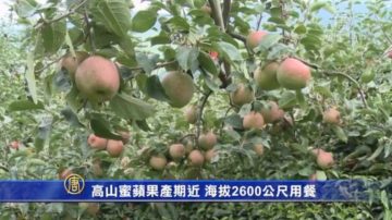 高山蜜蘋果產期近 海拔2600公尺用餐