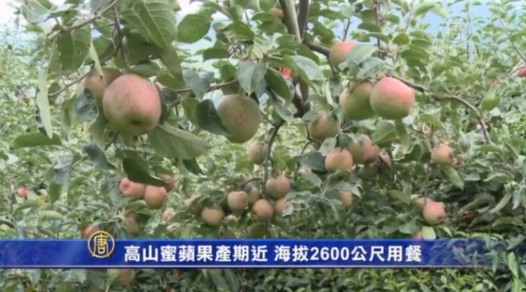 高山蜜蘋果產期近 海拔2600公尺用餐