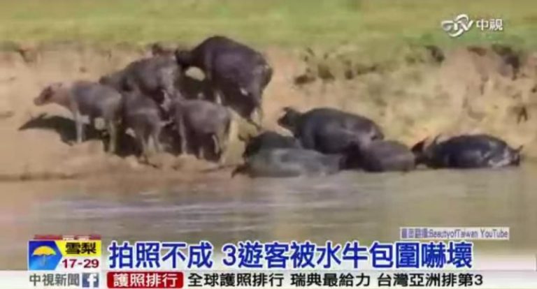 遊客興奮要合照 引牛群躁動被包圍