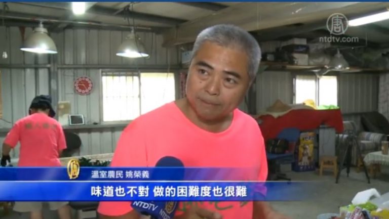 蛋捲新口味　玉女番茄創新用途
