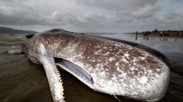 15米长抹香鲸搁浅台湾 满腹都是塑料袋