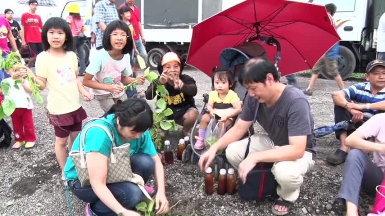 萬丹毛豆文化季 民眾體驗採收樂趣