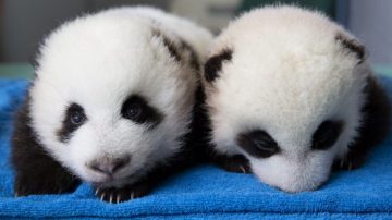 太可愛了！多倫多動物園熊貓寶寶一個月了