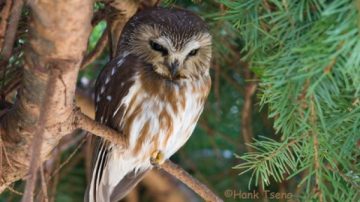 大溫三角洲萊福保護區野鳥生態解說