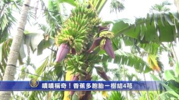 嘖嘖稱奇！香蕉多胞胎一樹結4芎