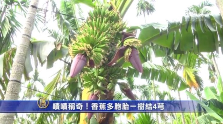 嘖嘖稱奇！香蕉多胞胎一樹結4芎