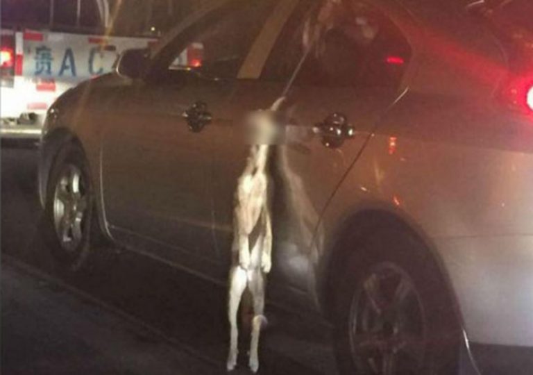 怕弄髒車 湖南車主把狗狗用繩子吊車外