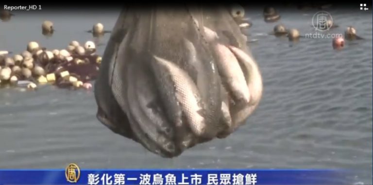 彰化第一波烏魚上市 民眾搶鮮