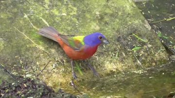 稀有鳥類麗色彩鵐 布魯克林公園現身