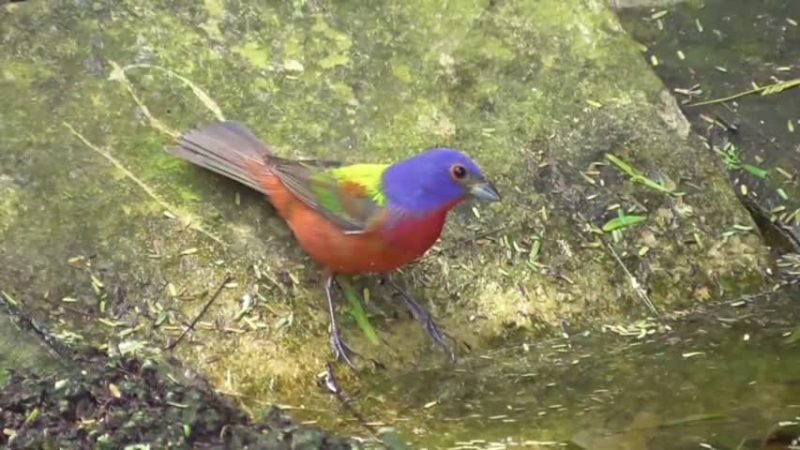 稀有鳥類麗色彩鵐 布魯克林公園現身