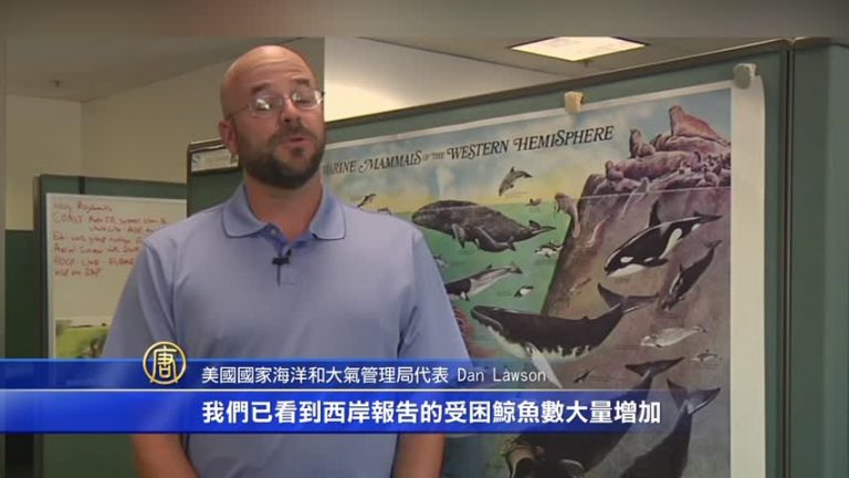 賞鯨船總撲空 鯨魚被困漁網達四倍多