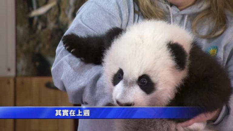新生熊貓貝貝 明年華府首次亮相