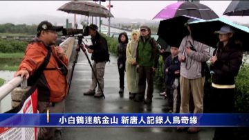 小白鶴迷航金山 新唐人記錄人鳥奇緣