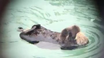 野生小海獺在蒙特雷灣水族館出生