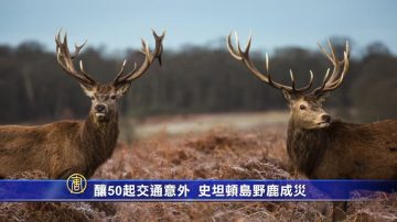 酿50起交通意外 史坦顿岛野鹿成灾