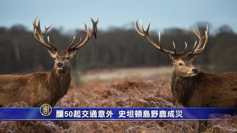 釀50起交通意外 史坦頓島野鹿成災