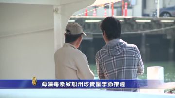 2015北加州年度五大新闻 第四名：海藻毒素致加州珍宝蟹季节推迟