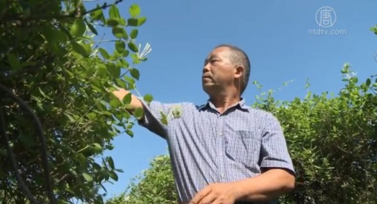 中草藥恐含重金屬 屏東農友無毒種植
