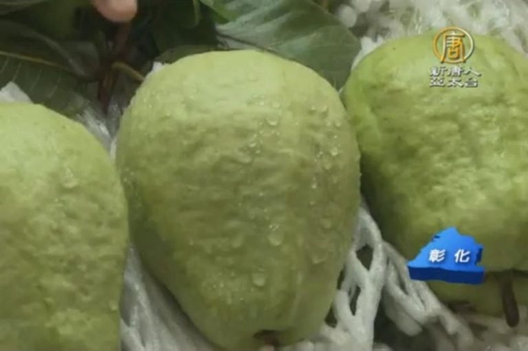 專家證實 1顆芭樂可解18支香腸致癌物