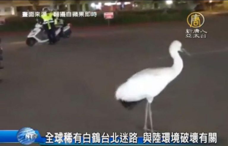 全球稀有白鶴台北迷路 與陸環境破壞有關