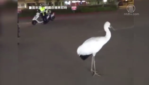 全球稀有白鶴臺北迷路 與陸環境破壞有關