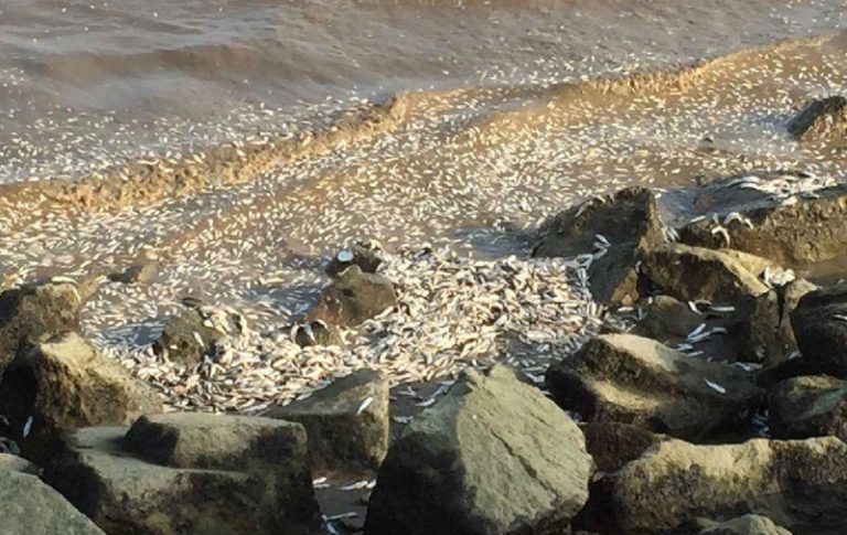 珠海海邊現大量死魚 清走1.5噸仍綿延2公里海灘