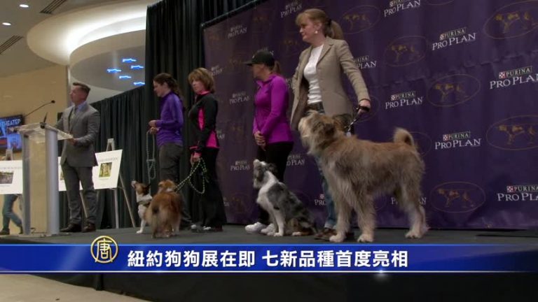 紐約狗狗展在即 七新品種首度亮相