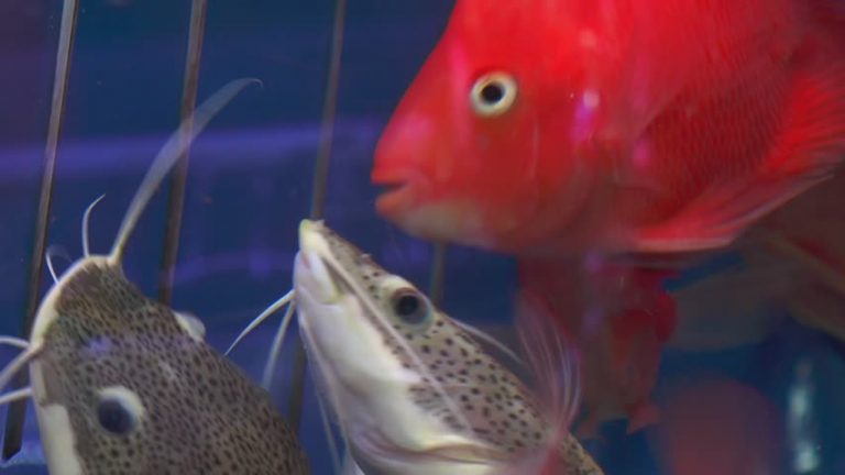 新年想要「年年有餘」？熱帶魚走俏