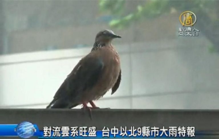 「小寒」鋒面報到 台中以北9縣市大雨特報