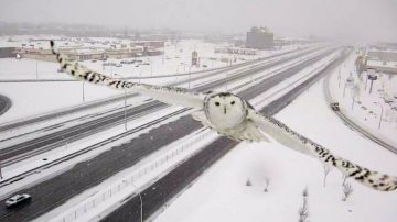 飞行画面令人惊叹 交通摄像头拍到雪域猫头鹰