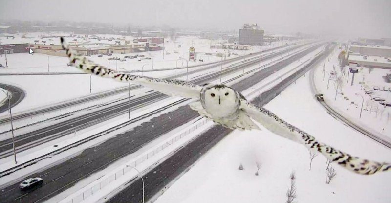 飞行画面令人惊叹 交通摄像头拍到雪域猫头鹰