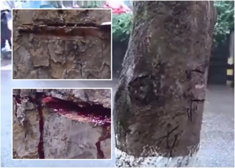 重慶驚見「樹妖」 樹皮劃破流血不止