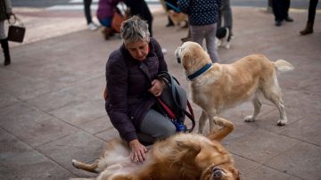 社区遇恶犬怎么办？ 大温遛狗须拴狗链