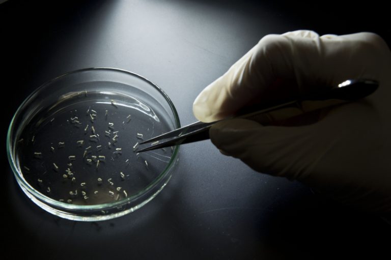 南美造成大量新生兒畸形 茲卡病毒傳至美國