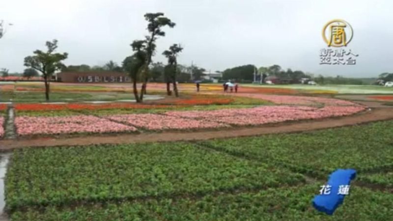 花蓮大農大富園區 千頃花海森林吸睛