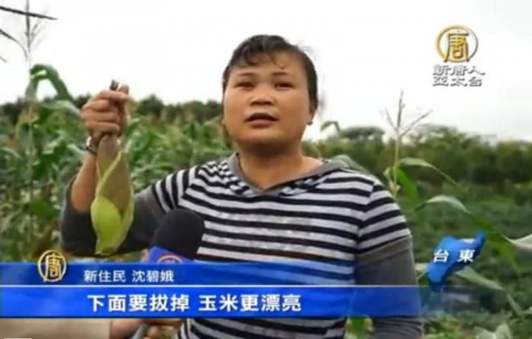 台九線的甜滋味 鹿野甘蔗和玉米