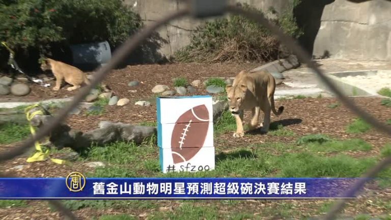 舊金山動物明星預測超級碗決賽結果