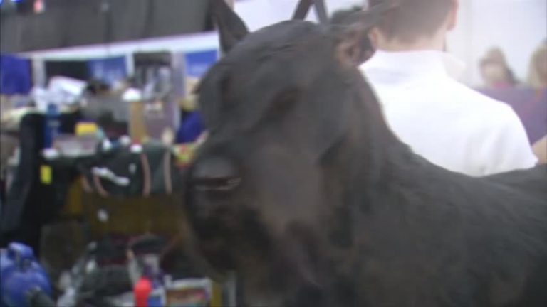 名犬匯聚紐約 盤點狗展八個特色品種