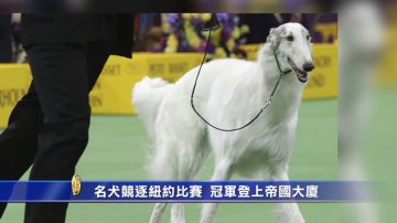 名犬竞逐纽约赛场 冠军登上帝国大厦