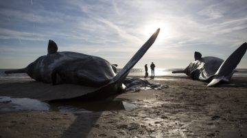 更多抹香鲸死亡——这次是在德国海滩