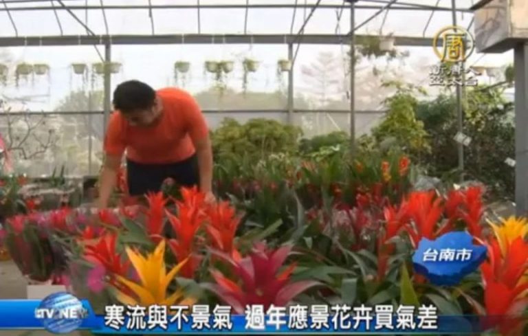 寒流與不景氣 過年應景花卉買氣差