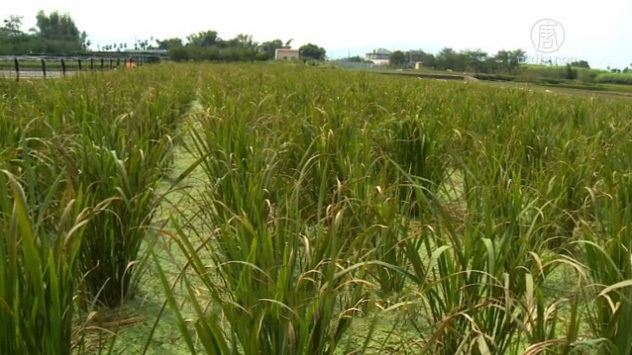 美麗心台灣：有機水田變濕地 茭白筍原味重現