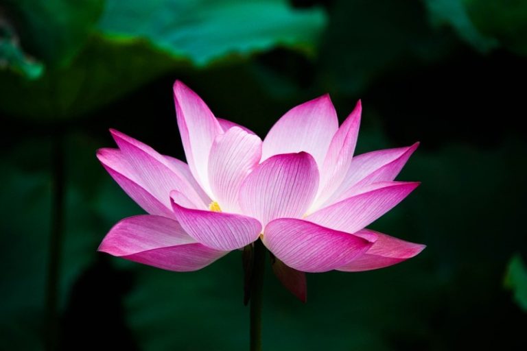 六種不良心理習慣，會擋住你的成功之路……你中了幾個？