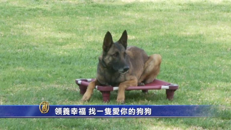 領養幸福 找一只愛你的狗狗