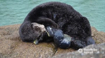 避風暴 水族館庇護區又添野生小海獺